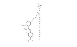In the course of insulin secretion, the hormone is packed into vesicles