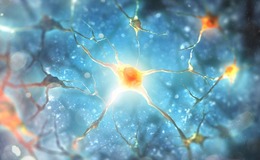 AMSBIO has launched a range of induced pluripotent stem cell (iPSC) derived neural stem cells