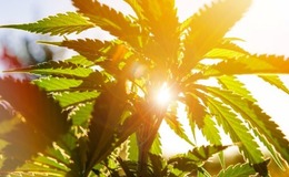 The Cannabis plant has a history of medicinal use