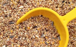 Three samples were provided for examination in the study