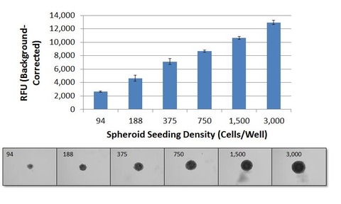 MDA-MB-231 spheroids after 7 days  in culture. Increasing cell seeding density results in increased 