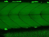 Label-free zebrafish tail