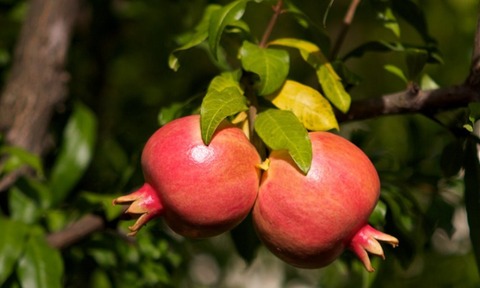 Pomegranate skin could fight Alzheimer's disease