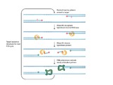 The rhPCR method developed by IDT simultaneously increases PCR specificity and eliminates primer-dim