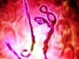 Amsbio Ebola