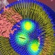 Biofuell cells