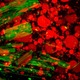 A microscopy image of candy