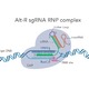 Genome editing using the CRISPR-Cas9 system has tremendous promise
