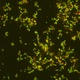 Bacteria