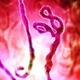 Amsbio Ebola