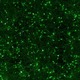 DNA-In Neuro Transfection Reagent offers researchers a cost effective, robust and easy-to-use DNA de